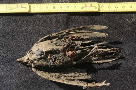 Freshly frozen bird dating back 46,000 years discovered in Siberian permafrost