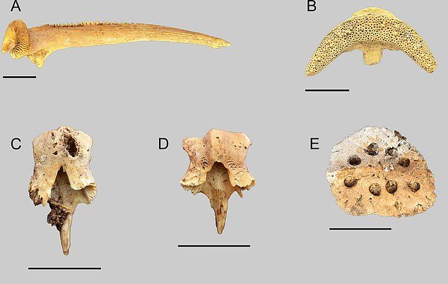 Paleontologists uncovered 17,551 identifiable