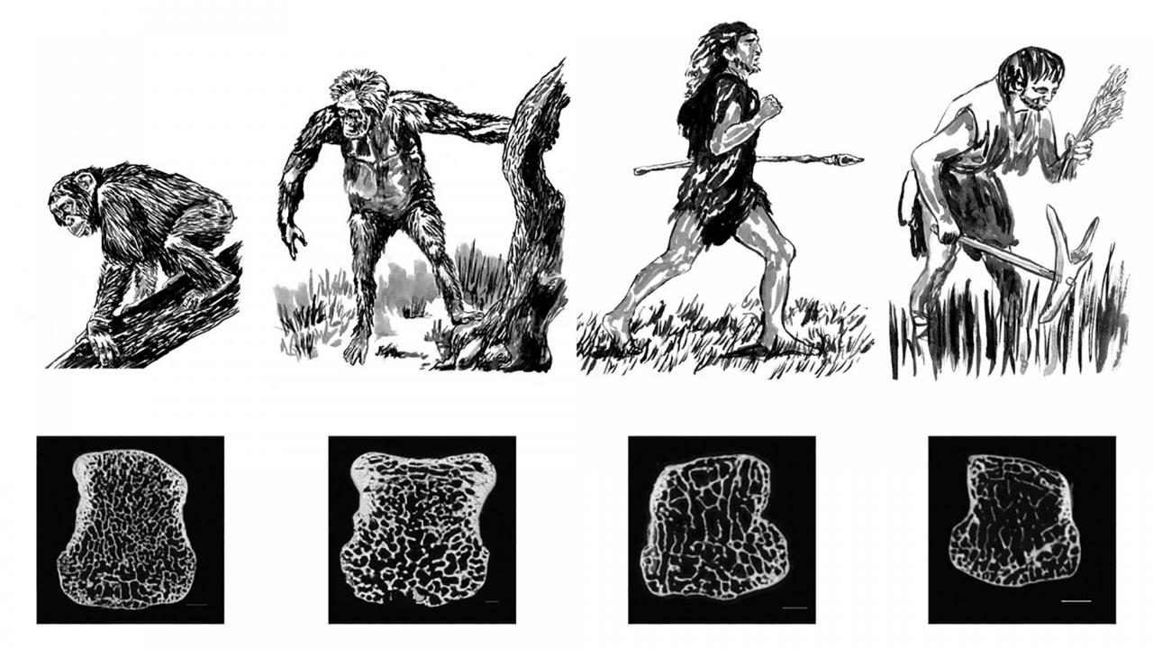 neanderthal to human digestive tract