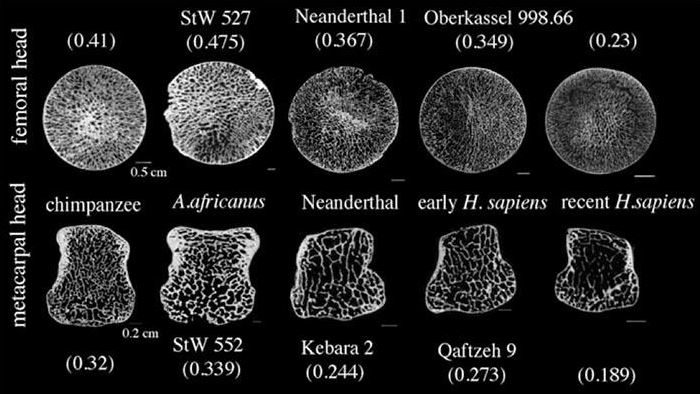 bone density ancestors