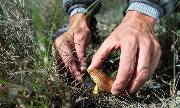 Click to enlarge Picking mushrooms