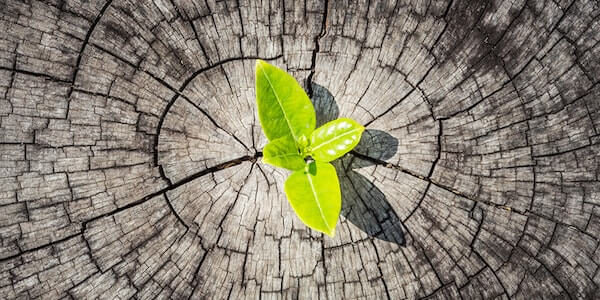 Click to enlarge plant through cracks
