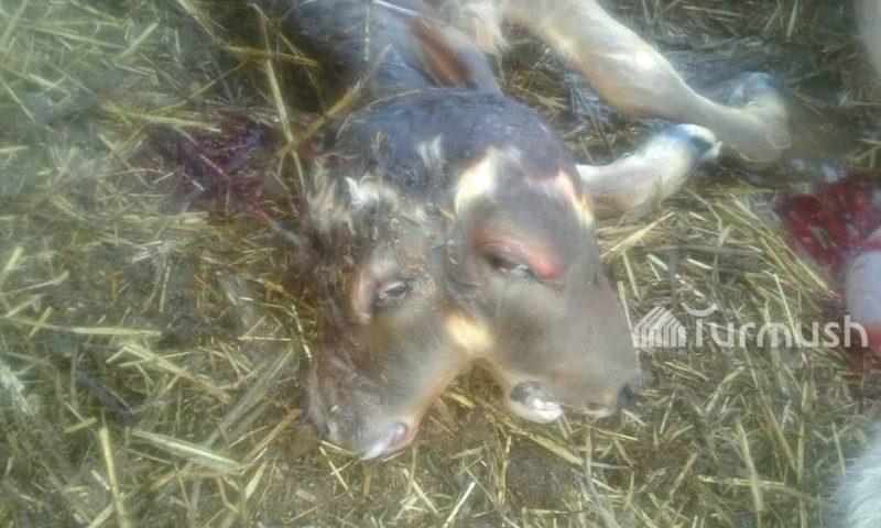 two headed calf