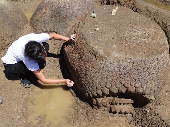 armadillo fossil