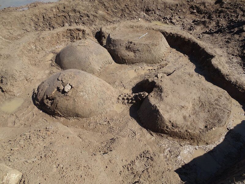 Click to enlarge armadillo fossils