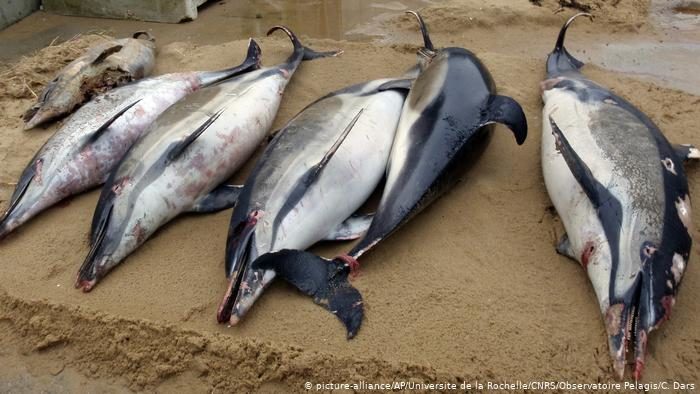 Click to enlarge dead dolphins