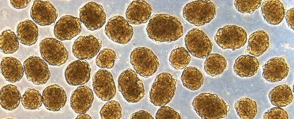 Click to enlarge Human cells