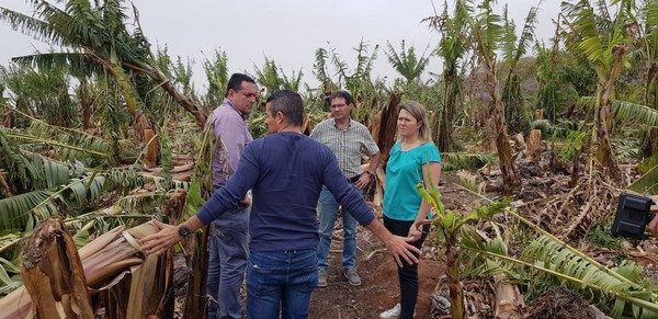 Banana, avocado and potato crops in the Canary Islands hit by wind