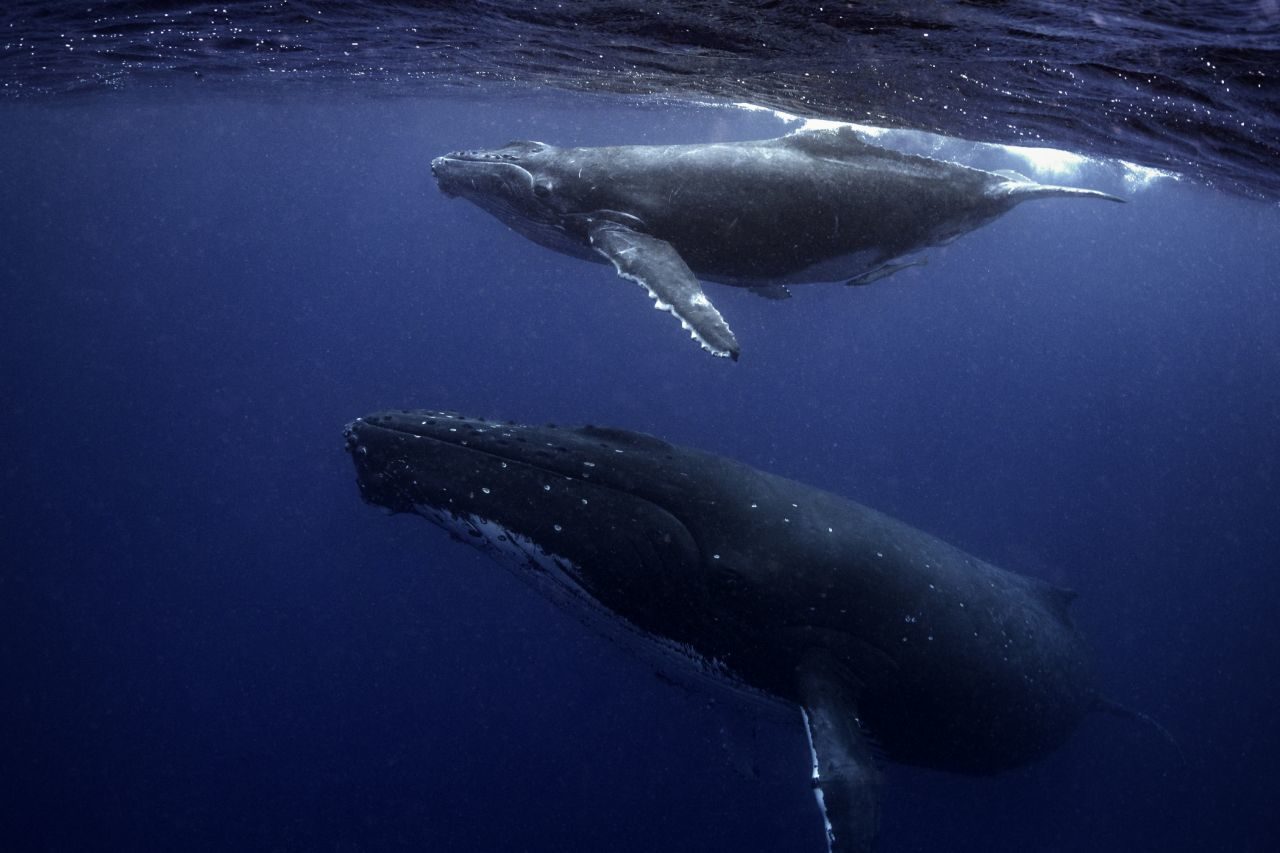 Click to enlarge Does the sun cause grey whale strandings?