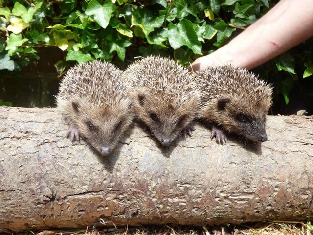 Click to enlarge hedgehogs