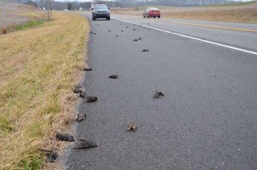 Flock of more than 100 birds dead along road in Dauphin County,  Pennsylvania