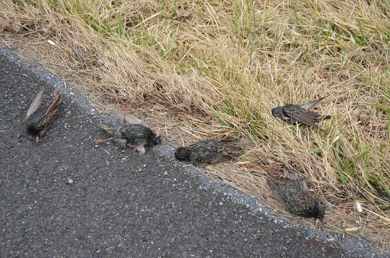Some of the European starlings killed as a flock along Route 225 in northern Dauphin County.