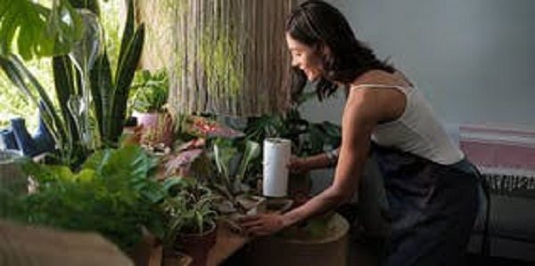 Indoor plants