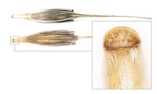 Click to enlarge Wild Barley