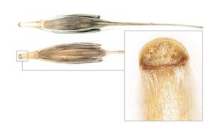 Click to enlarge Wild Barley