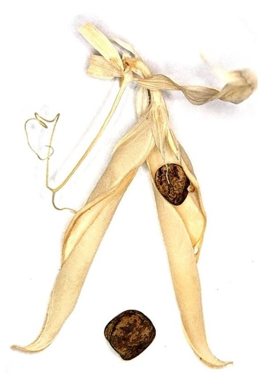 Click to enlarge Wild Legumes