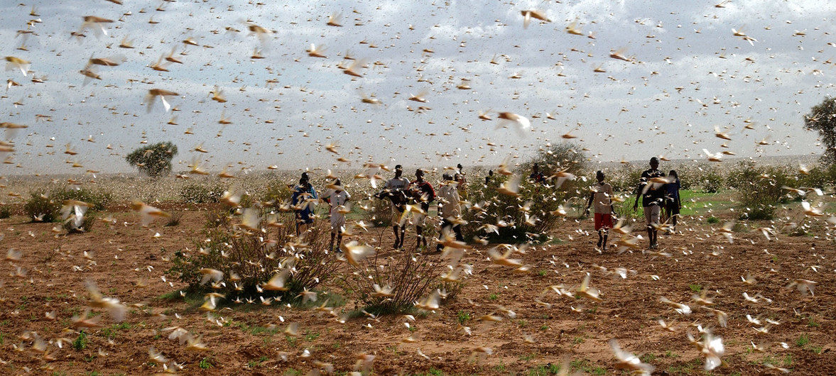 A swarm of desert locusts