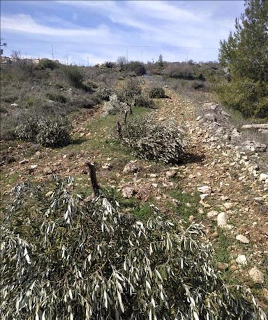 Click to enlarge settlers cut olive trees west bank