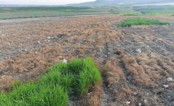 israel poison crops
