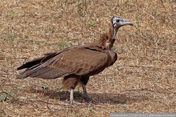 Hooded Vulture