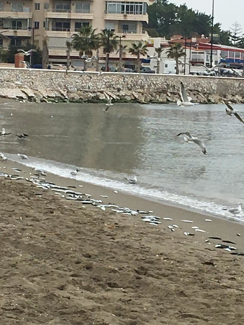 Click to enlarge dead fish