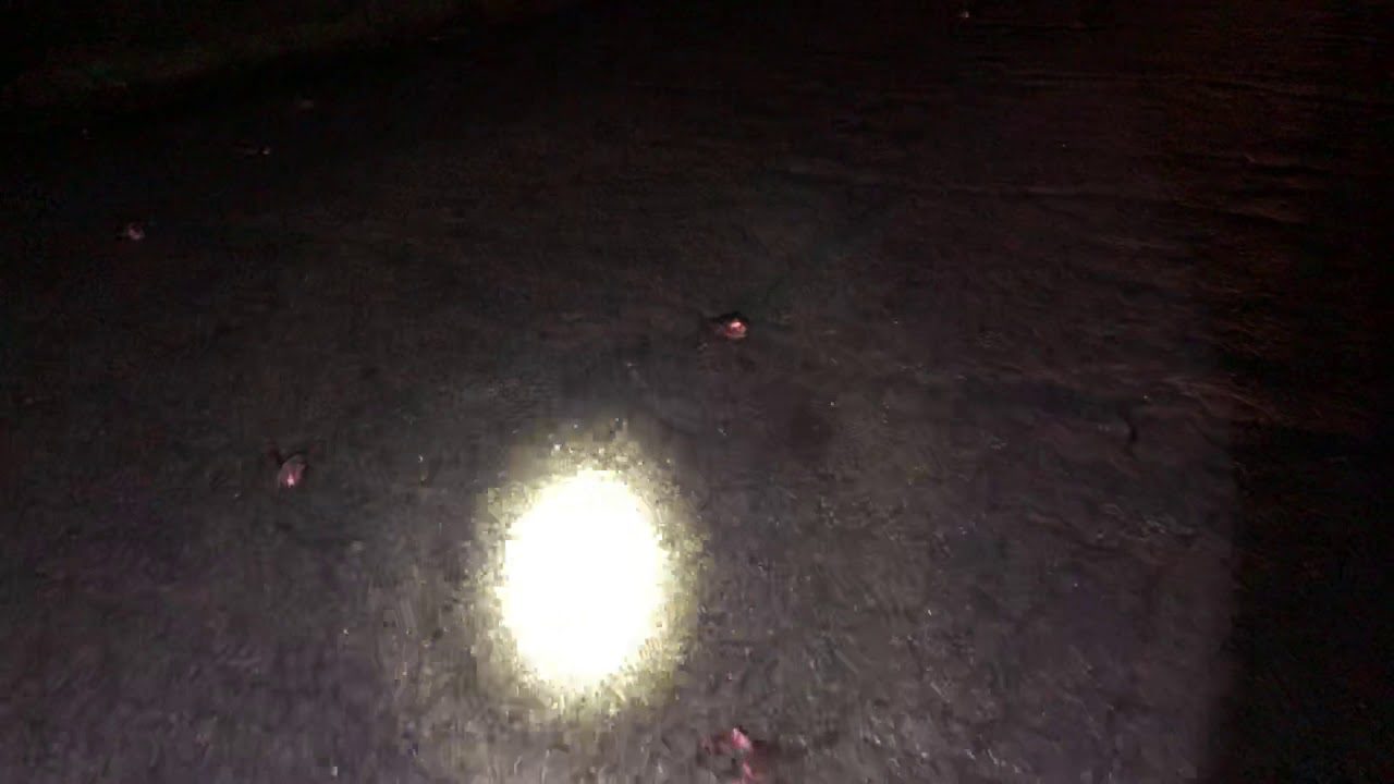 dead birds