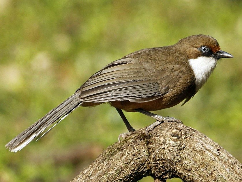 White-throated Laughingthrush