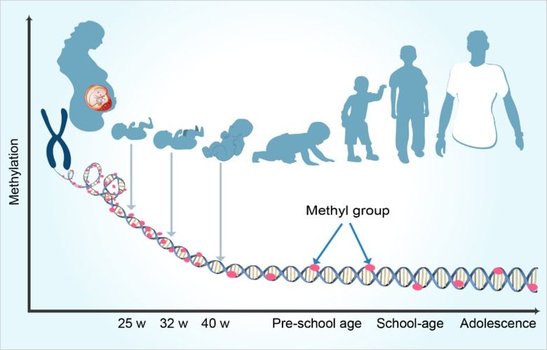 Click to enlarge Pregnancy and DNA