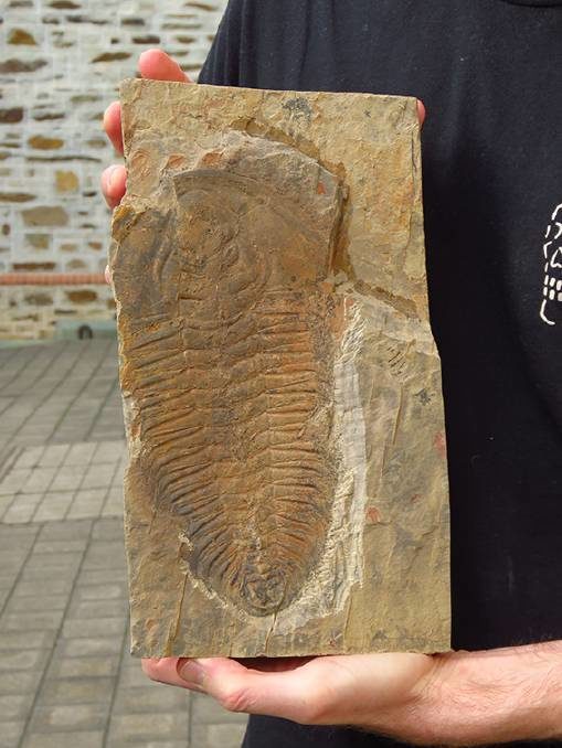 Click to enlarge Redlichia Rex