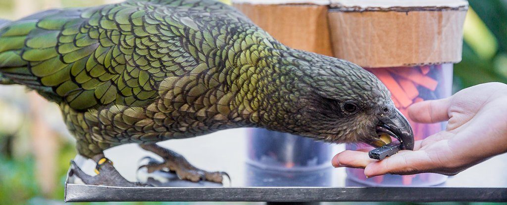parrot