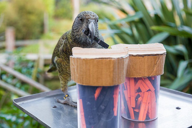 Click to enlarge parrot