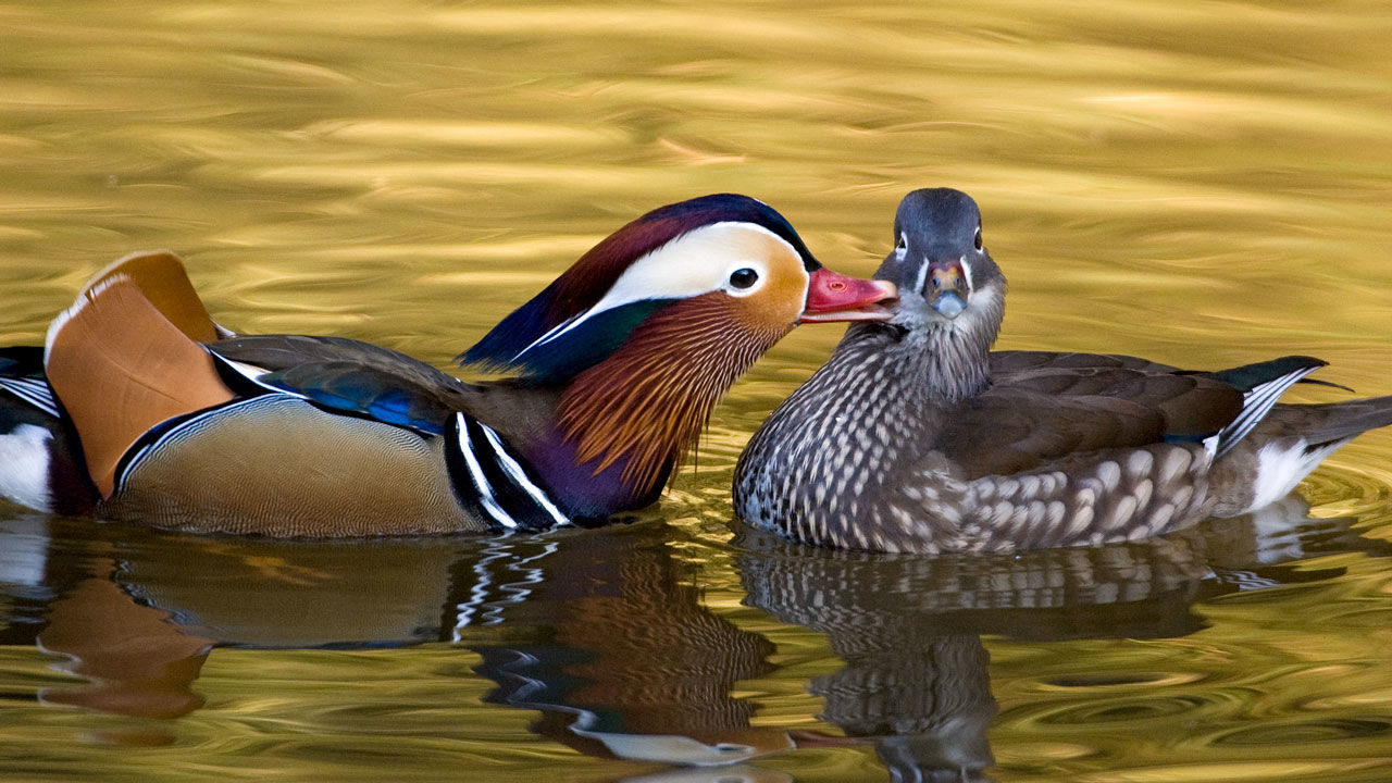 Mandarin ducks