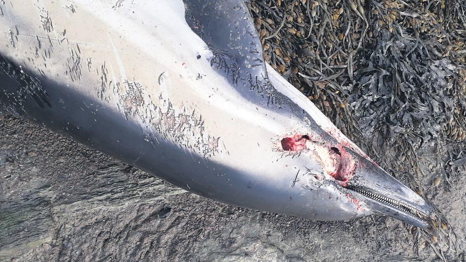 A dolphin found with a head wound on a beach near Durrus recently