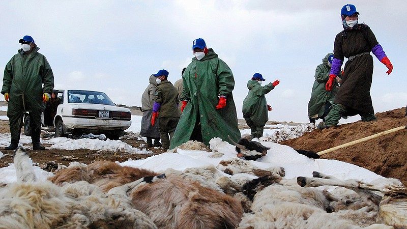 livestock dead