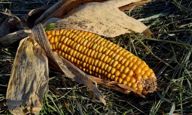 Click to enlarge corn