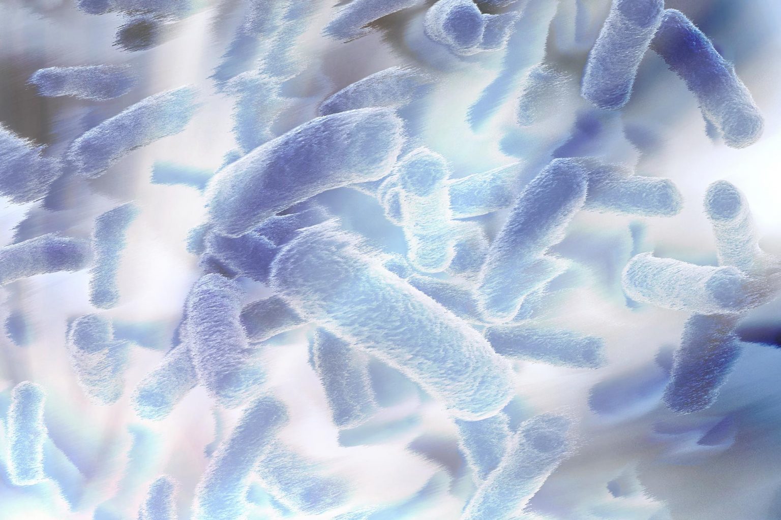 bacteria colony