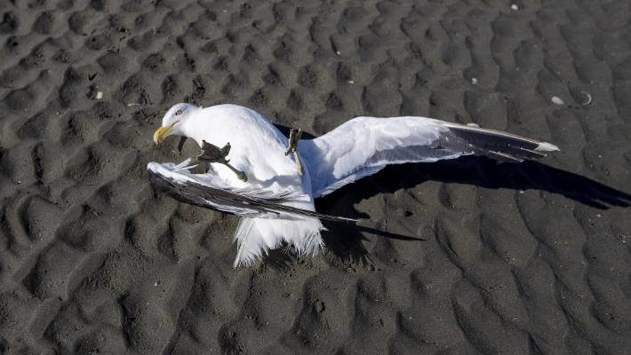 Local Beverley Dowling watched a bird go from healthy looking, to paralysed and unable to move in 10 minutes.