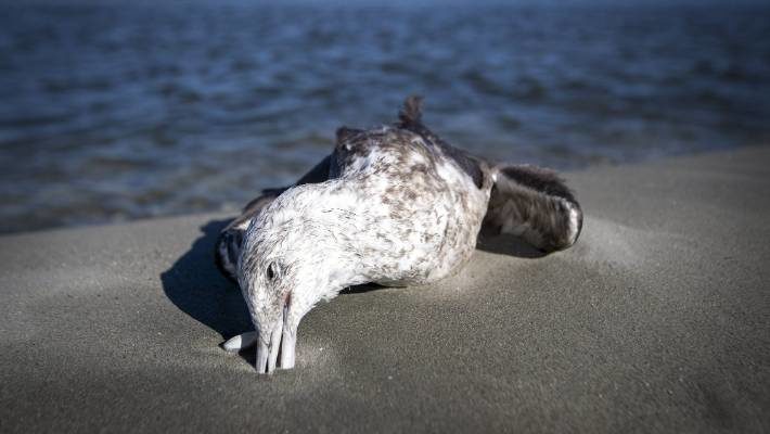Click to enlarge Scores of Black backed gulls lie dead or dying near the estuary at Kuku Beach.