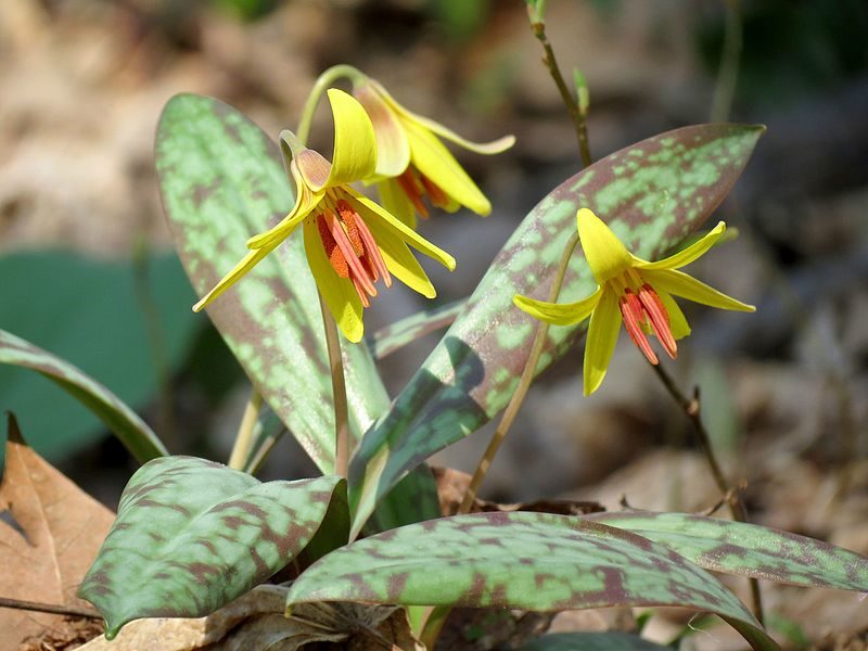 Click to enlarge trout lily