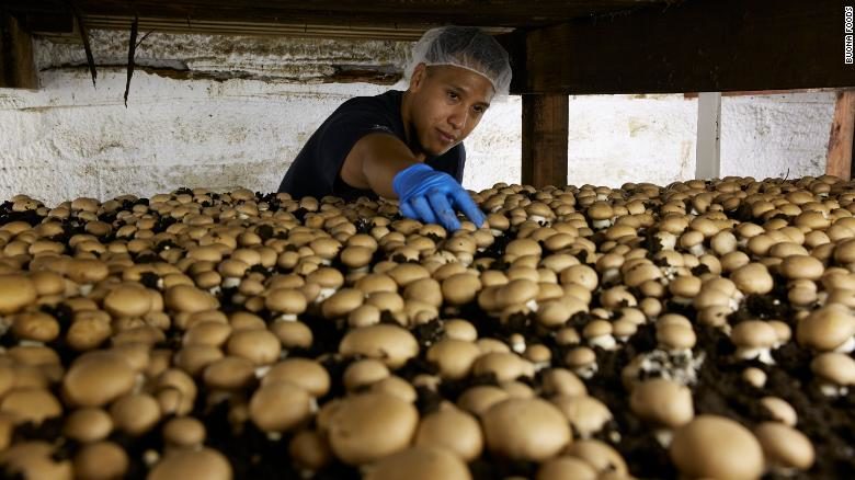 mushroom farm