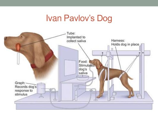 pavlov's dogs