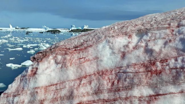 Blood Snow