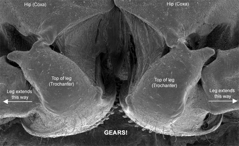 Click to enlarge planthopper gears