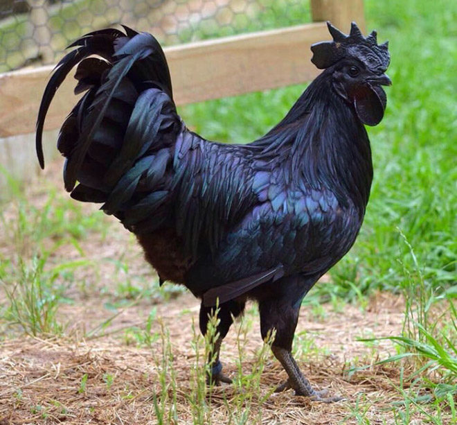 Click to enlarge Black rooster evolution