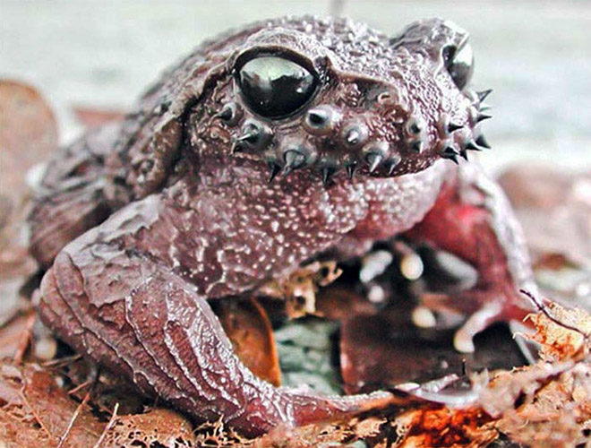 Click to enlarge Toad evolution