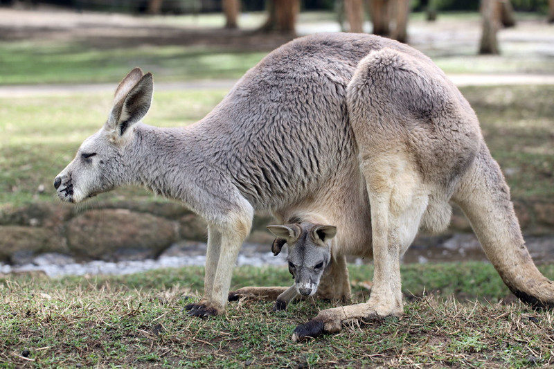 Click to enlarge Kangaroo evolution