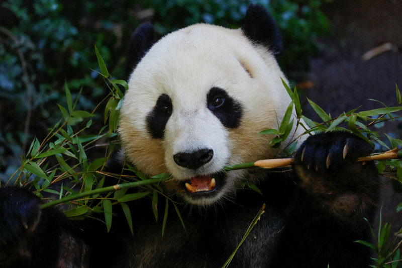 Click to enlarge Panda theory of evolution