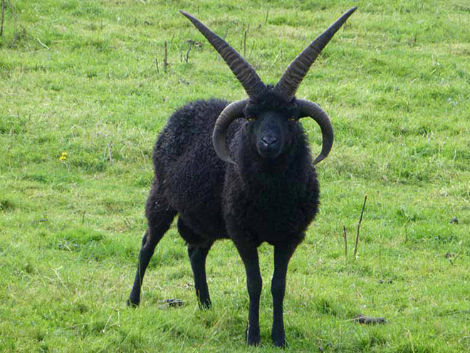 4 horned goat evolution