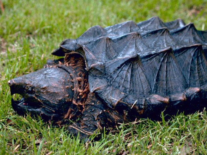 Click to enlarge Turtle theory of evolution