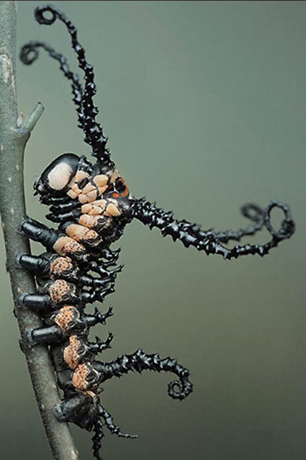 Click to enlarge caterpillar evolution
